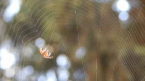Spider making its web - Close-up Stock Footage 134949212
