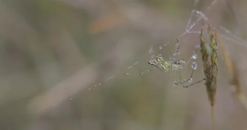Spider making its web 스톡 동영상 137220238