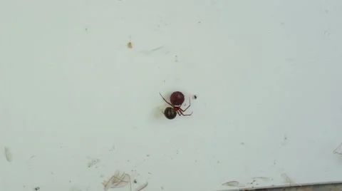 Spider making a spider web Video stock 65240986