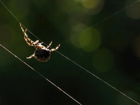 Spider making a web for catching insects Stock Photos