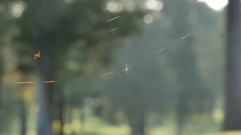 Spider Making a Web Feverishly Fast Shallow Depth Nature Video stock 103722919