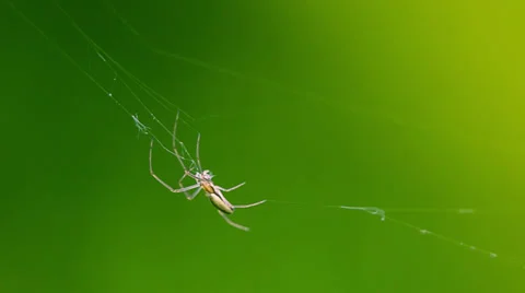 A spider making a web Video stock 38025829