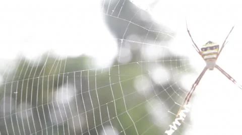 Spider making a web Stock Footage 46205106