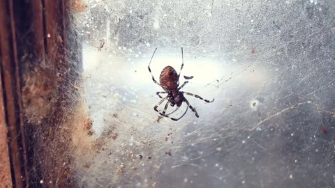 Spider making a web Stock Footage 81160015