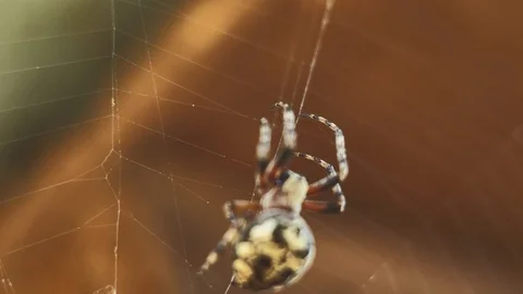Spider making a web Stock-Footage 92839725