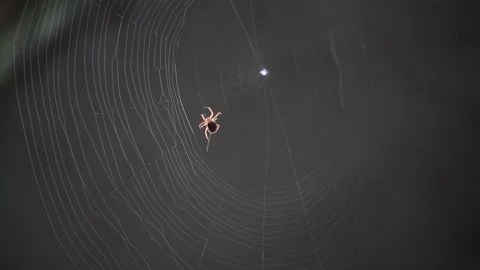 Spider making web Stock Footage 302783462
