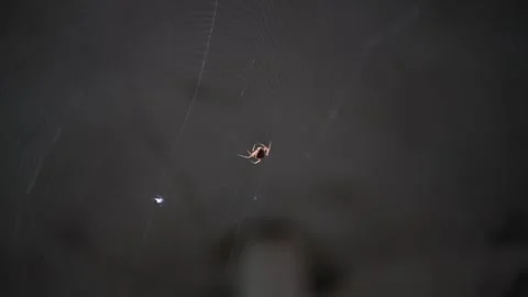 Spider making web Stock Footage 302783468