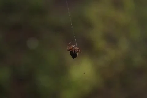 A spider making web in the garden Stock Photos