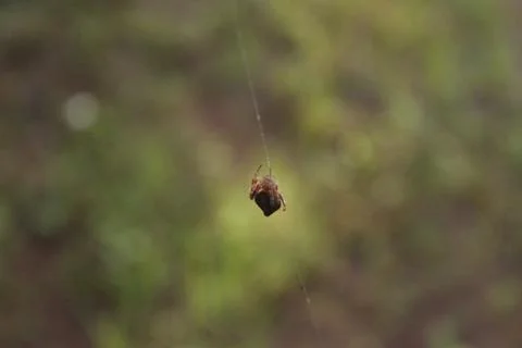 A spider making web in the garden Stock Photos