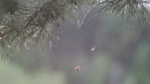 Spider Making A Web on a gloomy day Stock Footage 234782194