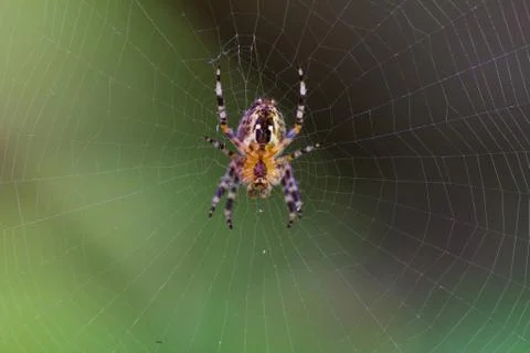 A spider making a web Stock Photos