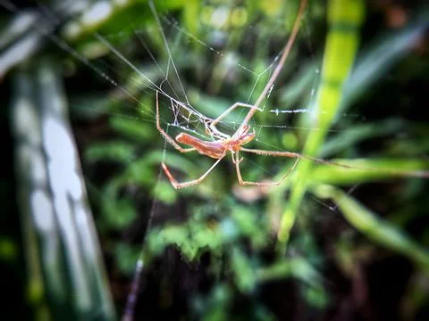 A spider is making a web Stock Photos