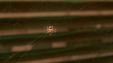 Spider making a web Spider building spiderweb Video stock 77972531