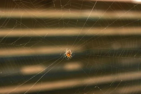 Spider making a web Spider building spiderweb Stock Photos