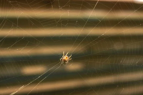 Spider making a web Spider building spiderweb Foto stock