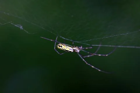 A spider is making a web in the wild, North China Stock Photos