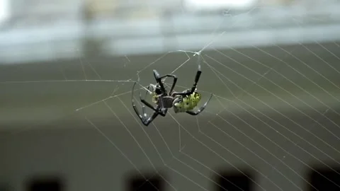 Spider making web in the yard - close up shot Stock Footage 151324551