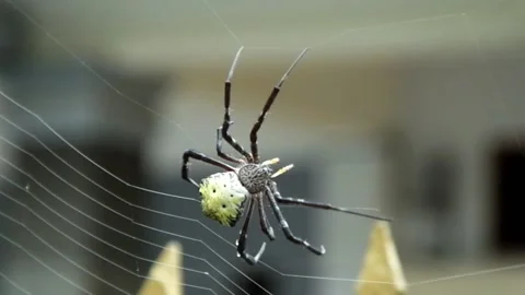 Spider making web in the yard on close up shot Stock Footage 151324853