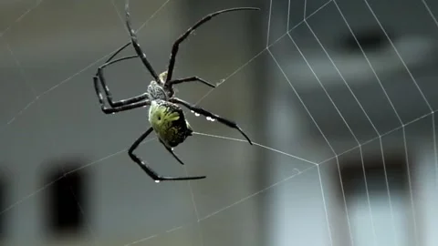 Spider making web in the yard on close up shot Stock Footage 151325792
