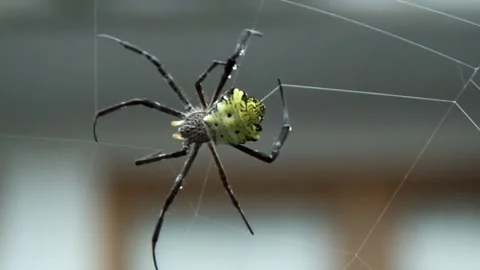 Spider making web in the yard - close up shot Stock Footage 151326388