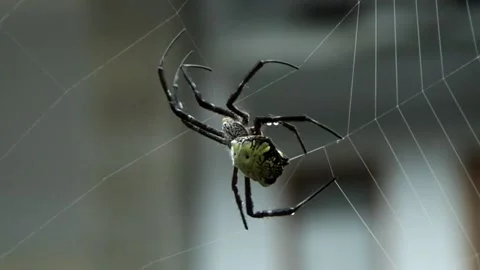 Spider making web in the yard - close up shot Stock Footage 151326458