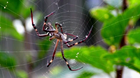 Spider manoeuvres legs on a web with dew drops. Vídeo Stock 67431930