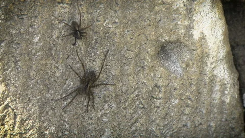 Spider mating games Stock Footage 107827977
