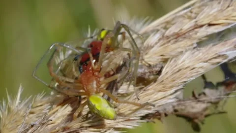 Spider mating with grass, nature, and closeup. Stock Footage 307264499