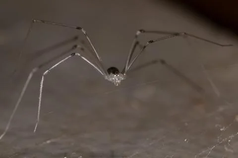 Spider menacing , perched on the ground Foto stock