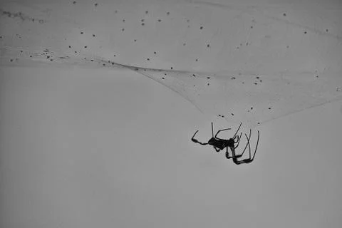 Spider mending his web Stock Photos