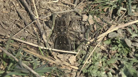 Spider Merges into surrounding ground for excellent camouflage.  Large furry Stock Footage 143964784