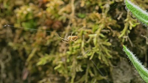 Spider Metellina segmentata weaving the net 動画素材 339456414