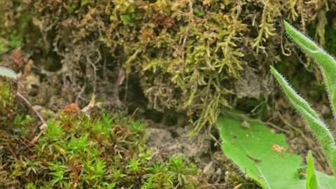 Spider Metellina segmentata weaving the net Stock-Footage 340911234
