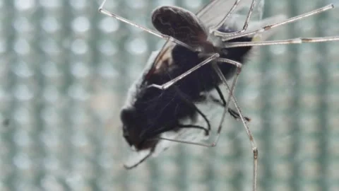 A spider, meticulously positioned on its web, holds a trapped fly.Macro view 스톡 동영상 310679504