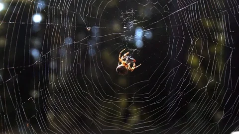 Spider in the middle of the cobweb on the background of the forest Stock Footage 117044412