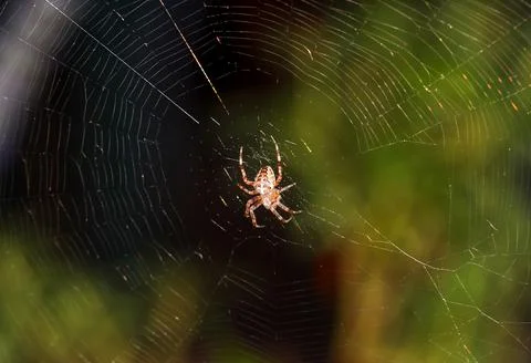 Spider in the middle of her net Stock Photos