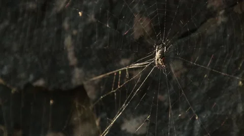 Spider in the middle of it's web Stock Footage 40451213