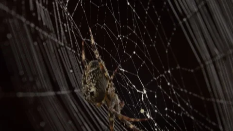 Spider in the middle of the spider web Stock-Footage 120729584