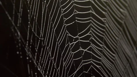 Spider in the middle of the spider web Stock Footage 120729674