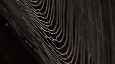 Spider in the middle of the spider web Video stock 120729697