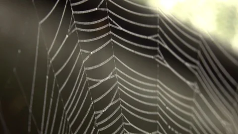 Spider in the middle of the spider web Видео 120729717