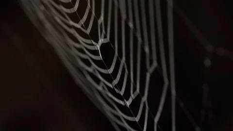 Spider in the middle of the spider web Stock-Footage 120729799