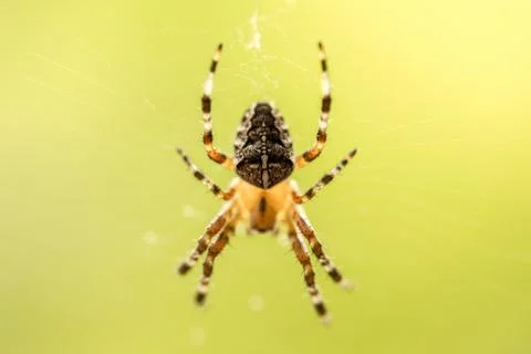 Spider in the middle of spider-web on green background Stock Photos