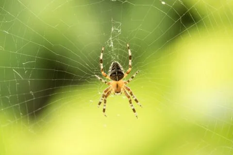 Spider in the middle of spider-web on green background Stock Photos