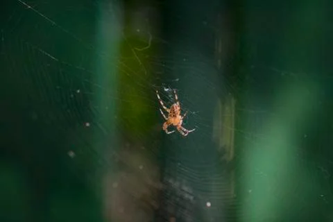 Spider in the middle of the web Stock Photos