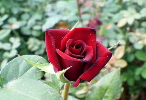 Spider mite on a red rose. Small pest mites on a garden rose. Tetranych urtic Stock Photos