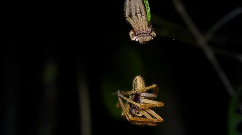 A spider molts from its old exoskeleton and hangs from a single thread as it tur Stock Footage 32550609