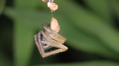 Spider molts night close-up Stock Footage 56399045