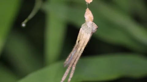 Spider molts night Stock Footage 56390522