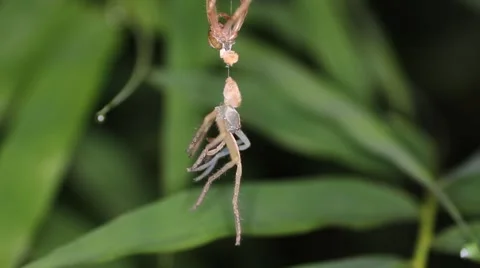 Spider molts night Stock Footage 56394055